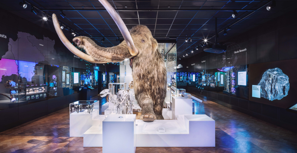 Mildred the mammoth at the The Box Museum in Plymouth